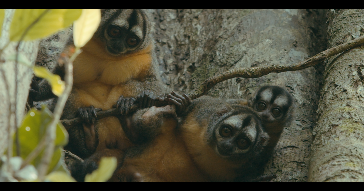 Amazon Night Monkey Heritage Area - Wildlife Heritage